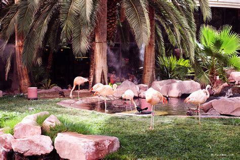 flamingo hotel wildlife habitat|Iba pa.